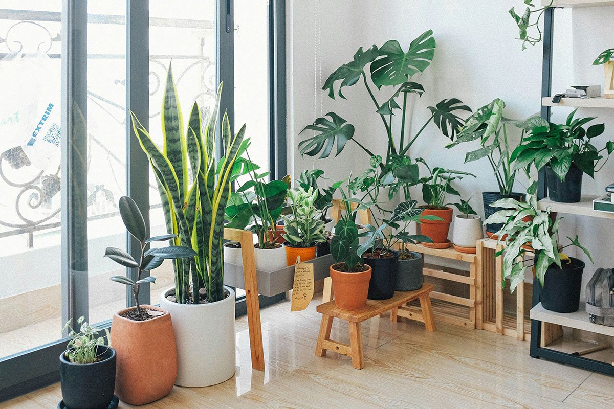 Rinc&oacute;n luminoso en interior con gran variedad de plantas en macetas organizadas sobre bancos y estanter&iacute;as de madera